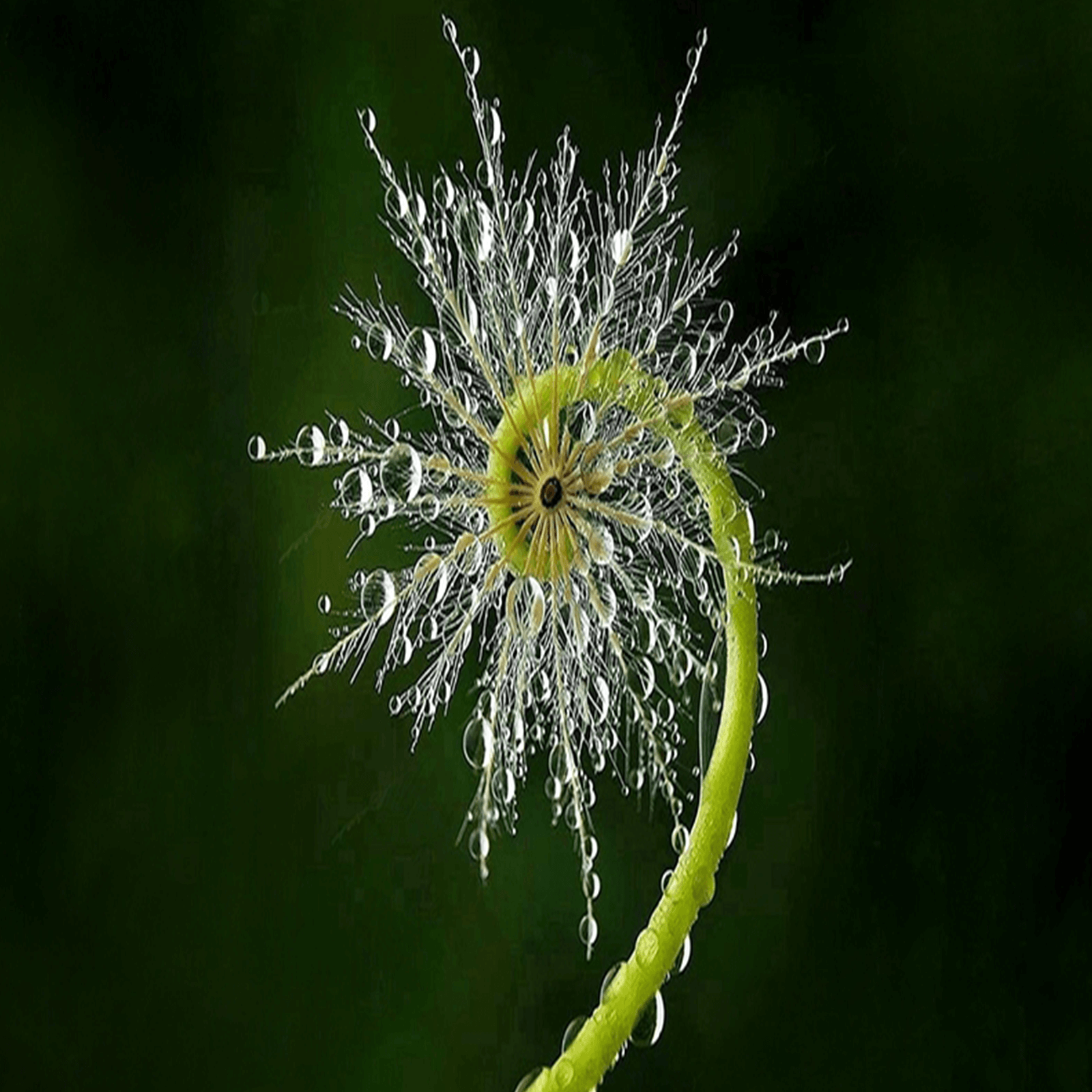 SGV Sacred-Geometry-Flower-1